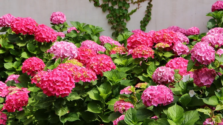 If Hydrangeas Can’t Take The Summer Heat, Try This Tropical Look-Alike Instead