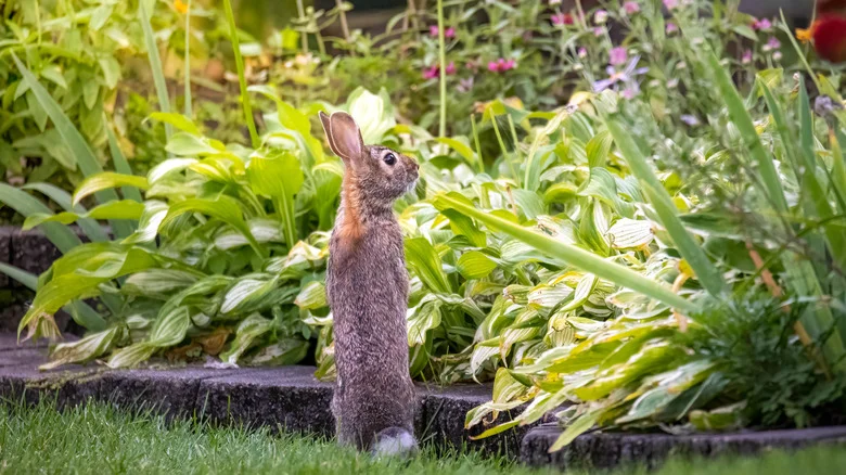 If Rabbits Keep Ruining Your Lavender, Plant Its Fragrant Lookalike Instead