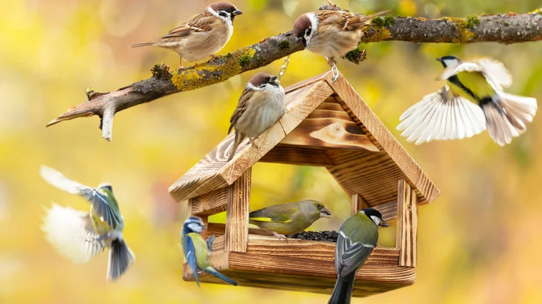 If You Have A Bird Feeder Near These Trees In Your Yard, You Should Move It ASAP
