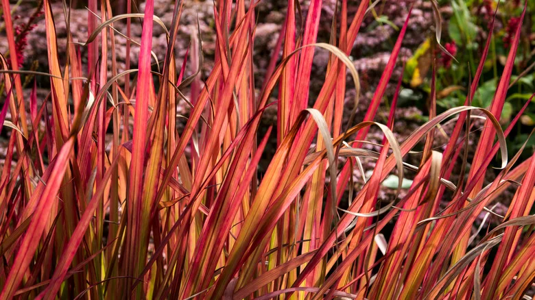 If You Like Purple Fountain Grass, You’ll Love It’s Fiery Lookalike