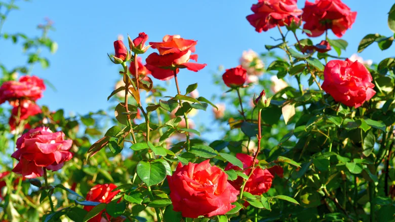 If You Love Roses But Hate The Thorns, Here’s What You Can Plant Instead
