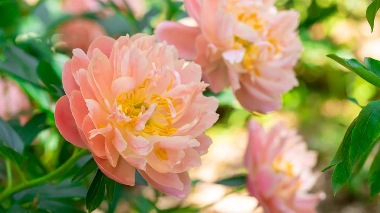 If You Struggle To Keep Peonies Alive, Here Are 11 Stunning Alternatives