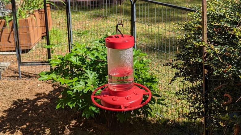 If Your Hummingbird Feeder Isn’t Attracting Many Visitors, This Is Probably Why
