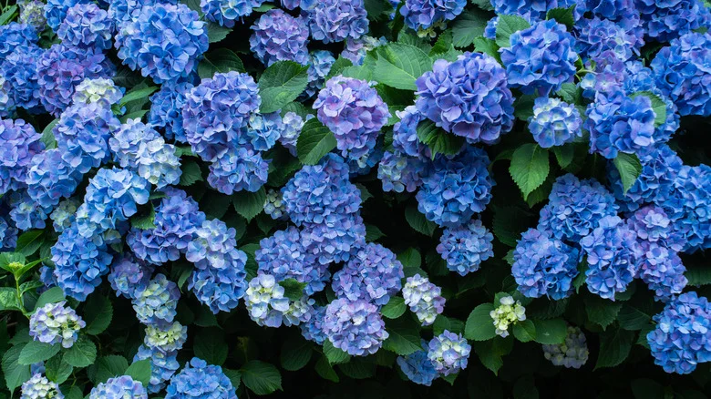 If Your Hydrangeas Are Exploding With Gorgeous Blooms This Year, This Is Why