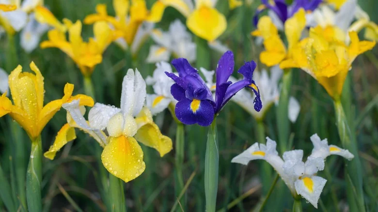 If Your Iris Plants Won’t Flower, You’re Likely Making These Mistakes, According To Our Master Gardener
