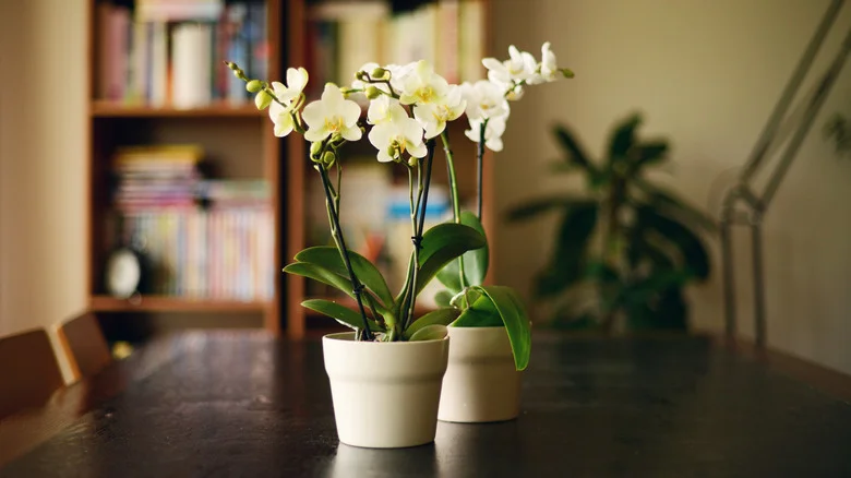 If Your Orchid Isn’t Blooming, You Might Be Making This Easy-To-Fix Mistake