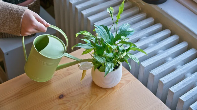 If You’re Having To Water A Peace Lily Too Often, There’s An Easy Fix