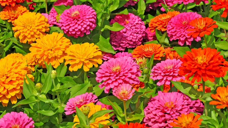 If You’re Not Planting Zinnias Alongside Cucumbers, You May Want To Think Again