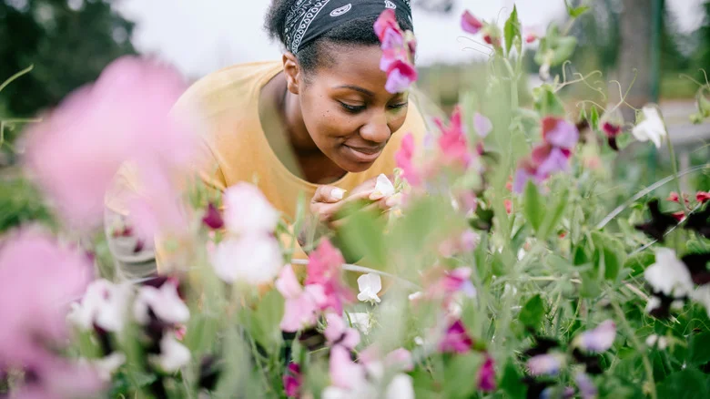 If You’ve Never Had Luck Planting Tulips, Try These Lookalikes Instead