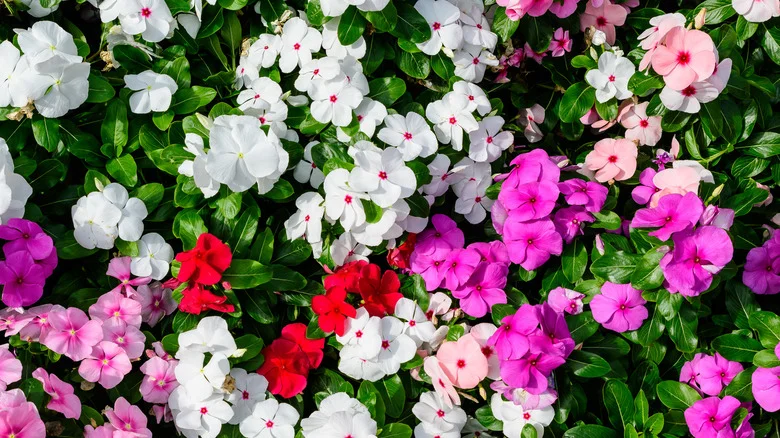 Impatiens: Everything You Should Know Before Planting