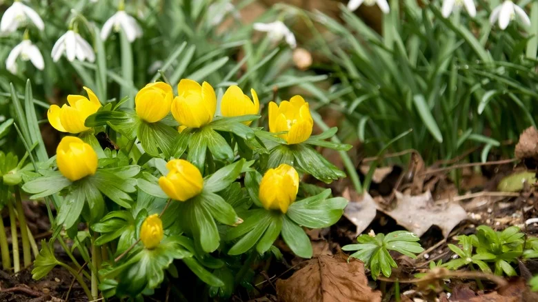 Important Things To Consider Before Planting Winter Aconite In Your Garden