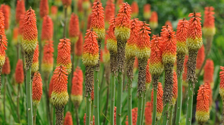 Important Things To Know Before Planting Red Hot Pokers In Your Yard