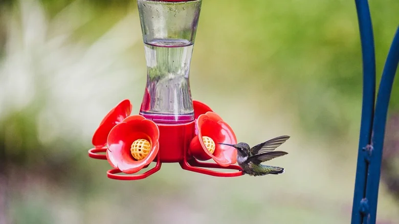 Ingredients You Should Never Feed The Hummingbirds Visiting Your Yard