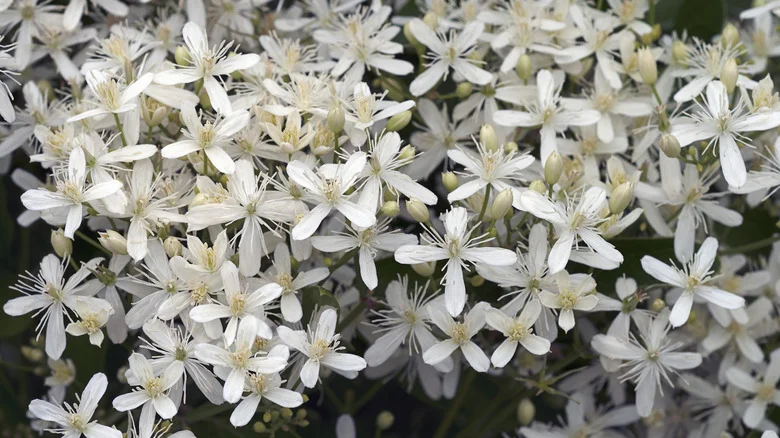 Invasive Clematis Varieties You’ll Regret Planting In Your Garden