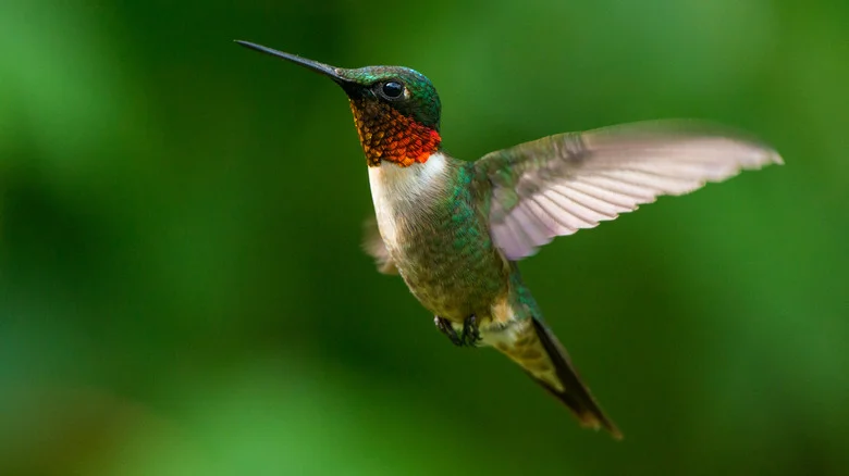 Invite Hummingbirds To Your Garden By Adding This Simple Detail To Your Yard