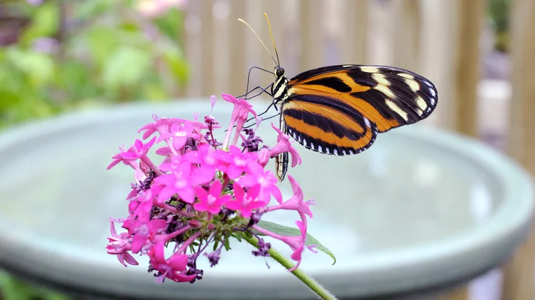 Invite More Birds And Butterflies To Your Yard With This Simple Dollar Tree DIY