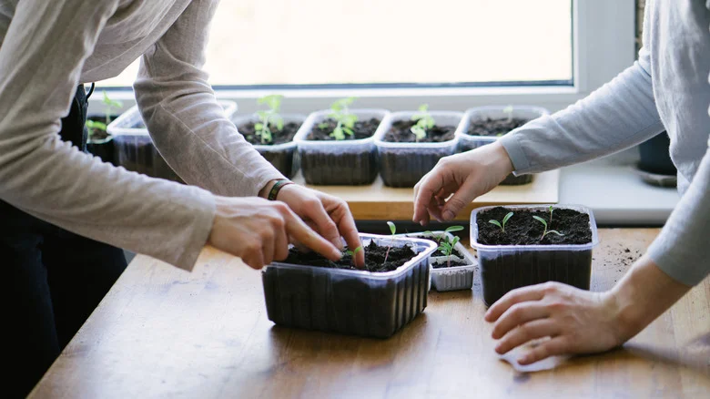 Is A Heating Mat Always Necessary For Starting Seeds Indoors?