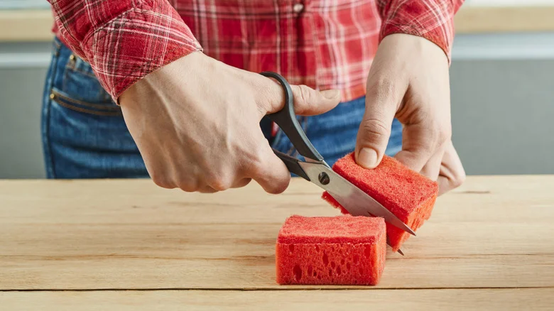 Is A Small Sponge A Good Hack For Flourishing Succulent Plants? Here’s The Complicated Truth