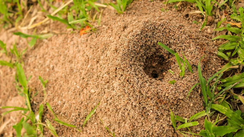Is A Trash Bag The Secret To Getting Rid Of Ant Hills In Your Yard?