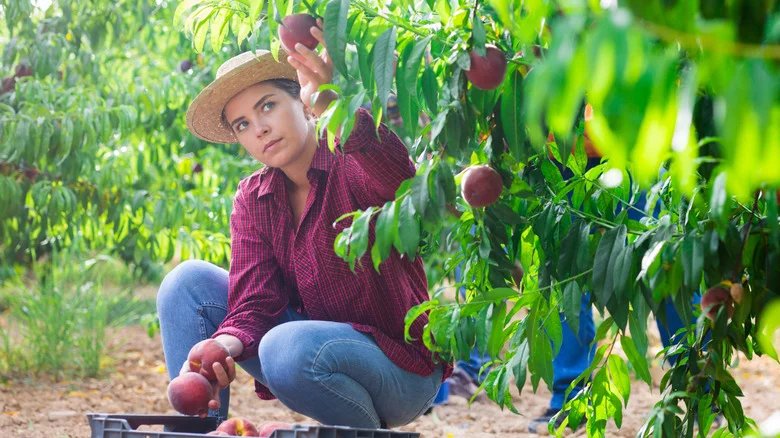 Is Adding Epsom Salt When Growing Peach Trees A Garden Boost Or A Death Wish?