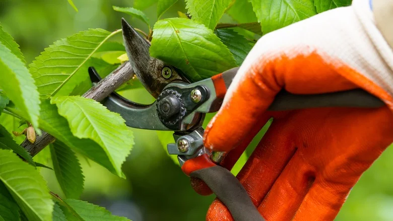 Is Aluminum Foil The Secret Solution To Dull Pruning Shears?