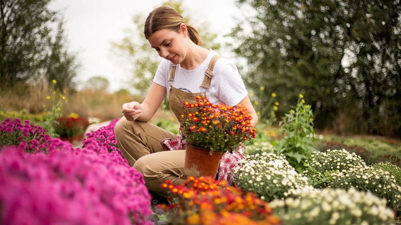 Is Baking Soda The Secret To Thriving Chrysanthemums?