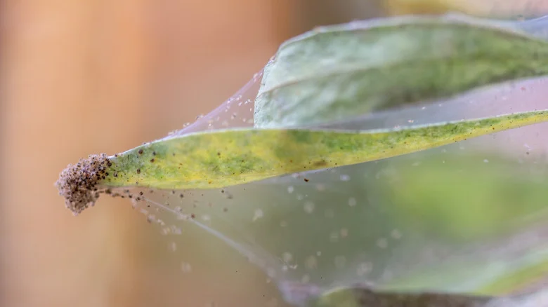 Is Castile Soap The Answer To Spider-Mite-Free Houseplants?