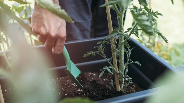 Is Chlorophyll A Good Plant Fertilizer? Here’s What We Know