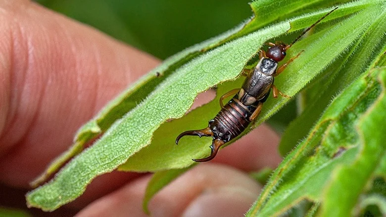 Is Cinnamon The Secret To Keeping Earwigs At Bay?