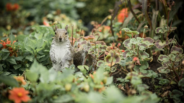 Is Cinnamon The Secret To Pest-Free Healthy Plants? What You Should Know Before Trying