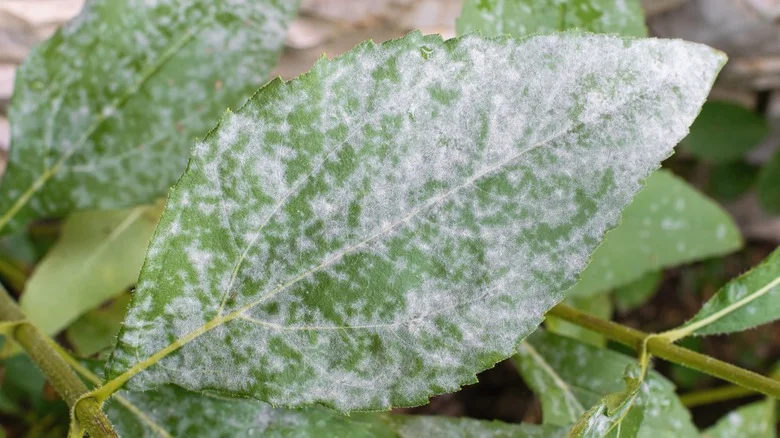 Is Cornstarch The Secret To Curbing Powdery Plant Mildew?