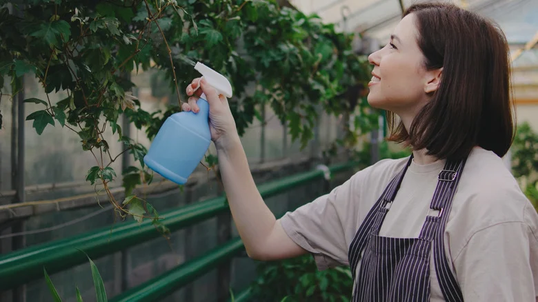 Is Dish Soap The Secret Fix To Affordable Pest Control? Here’s The Truth