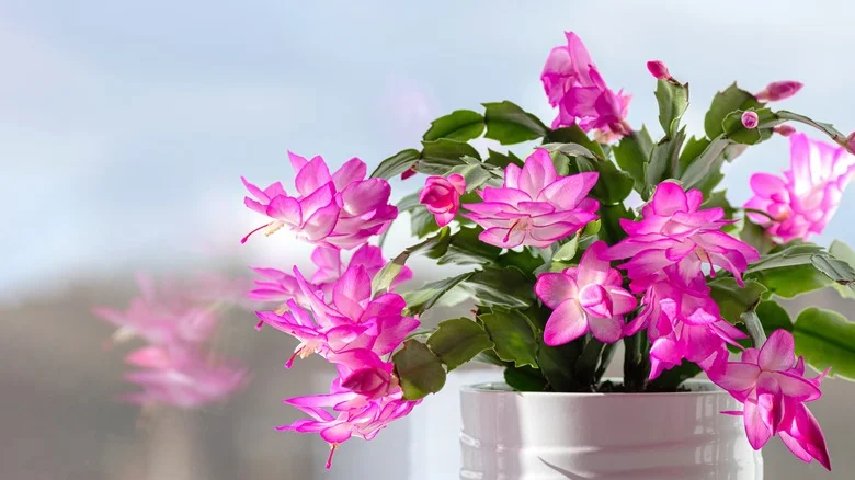 Is Epsom Salt The Secret To A Flourishing Christmas Cactus?