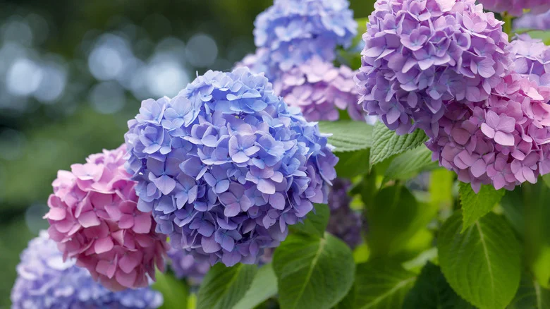 Is Epsom Salt The Secret To Thriving Hydrangeas?