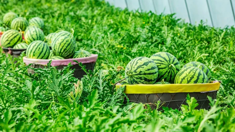 Is Epsom Salt The Trick To Sweeter Watermelons In Your Garden?