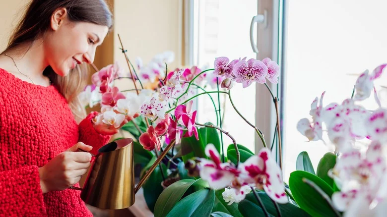 Is Garlic Water The Key To A Thriving Orchid Plant? Our Houseplants Expert Weighs In