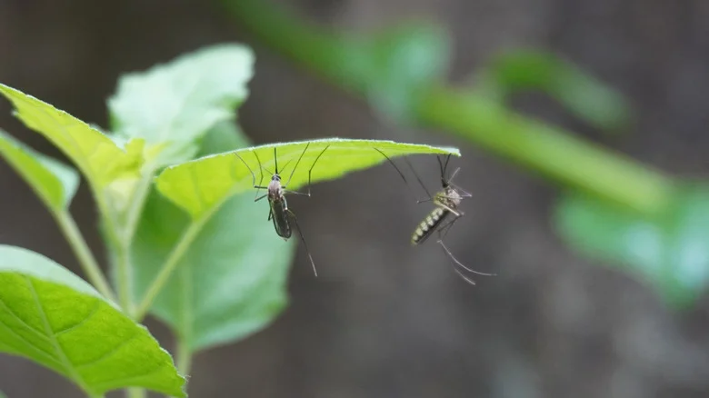 Is Ginger Really An Effective Way To Naturally Repel Ants And Mosquitoes?