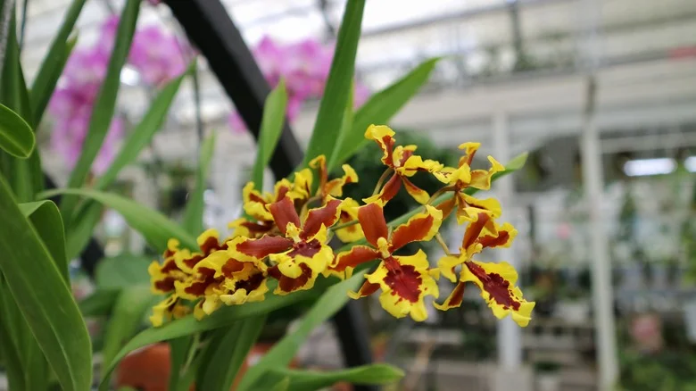 Is Growing Orchids In A Water Culture A Good Idea?