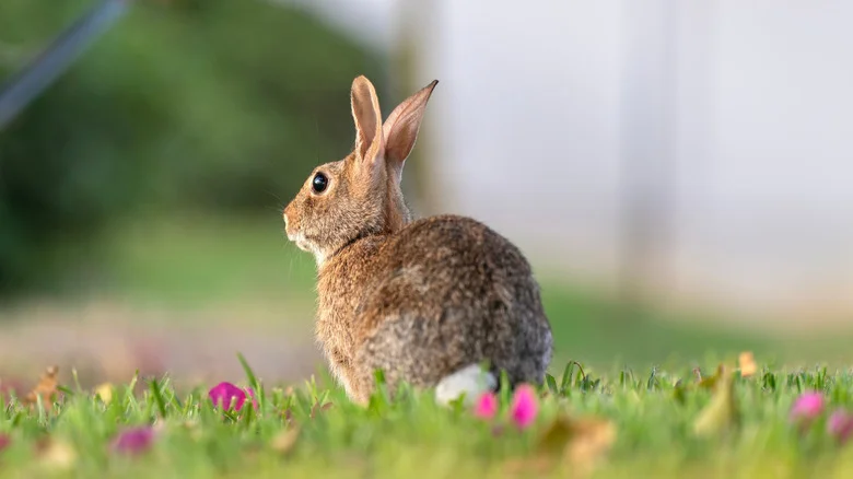 Is It A Snake Or Bunny? How To Tell What The Hole In Your Yard Is From