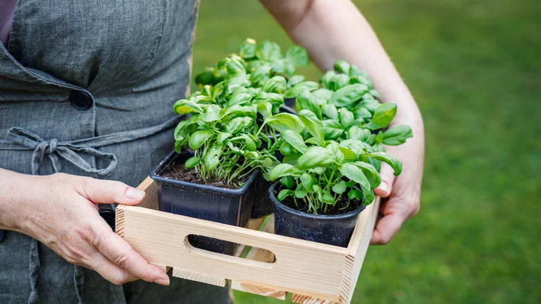 Is It Better To Plant Basil In The Ground Or In Containers? Here’s The Best Way
