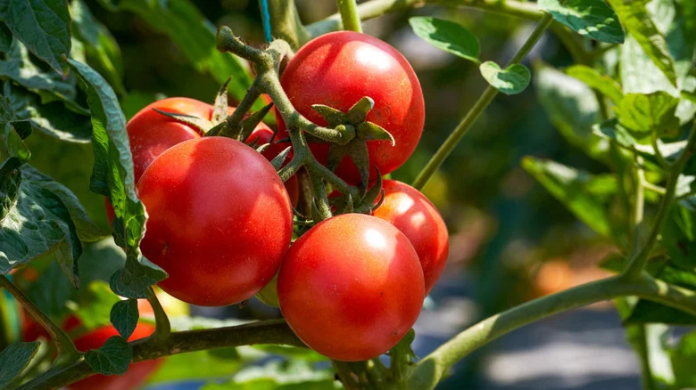 Is It Better To Plant Tomatoes In The Ground Or In Containers? Pros And Cons To Consider