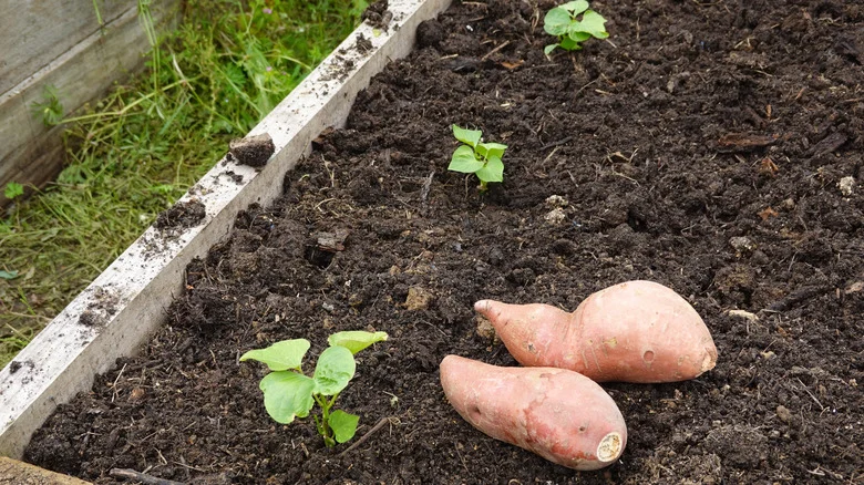 Is It Better To Start Sweet Potatoes In Water Or Soil?