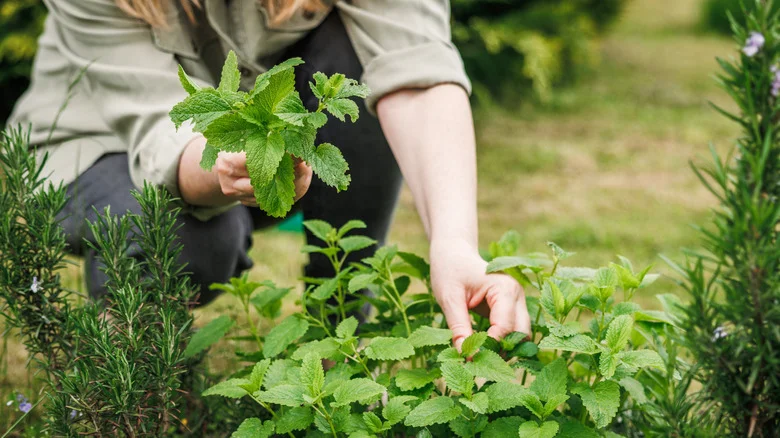 Is It Possible To Grow Mint In The Ground? What To Know Before You Try