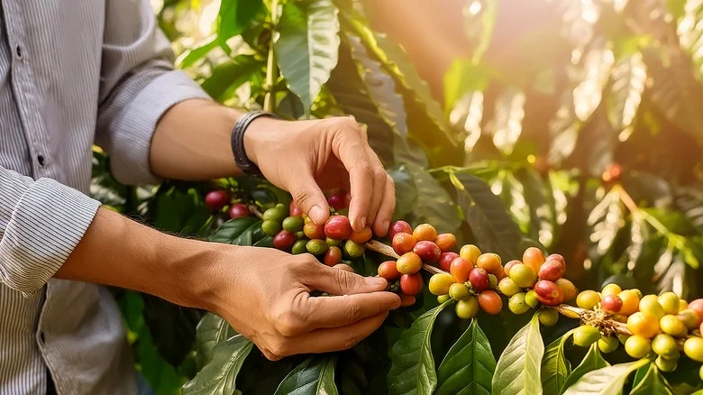 Is It Possible To Grow Your Own Coffee For A Bold Cup Of Joe?