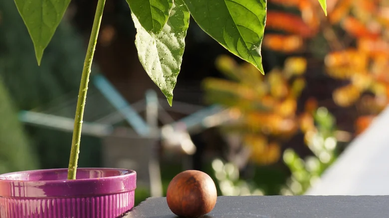 Is It Possible To Grow Your Own Tree From A Grocery Store Avocado?