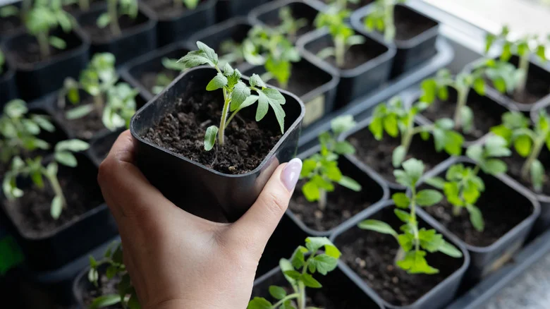 Is It Possible To Start Seeds Indoors Too Early? What To Know