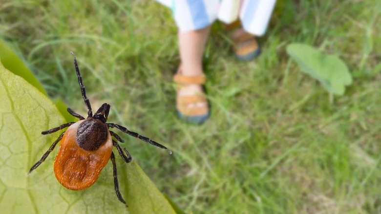 Is It Really Possible To Use Salt To Get Rid Of Ticks?