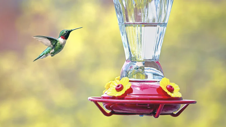 Is It Safe To Feed Hummingbirds Using Nectar Made With Well Water?