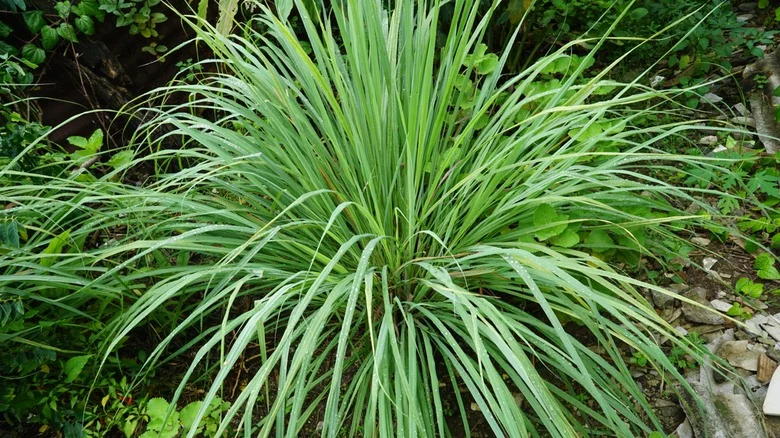 Is Lemongrass A Perennial? The Answer Depends On This Environmental Factor