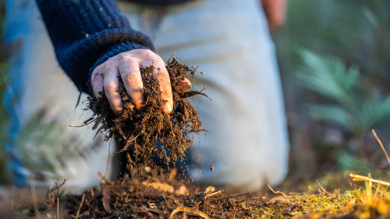 Is Meat The Hack To Perfect Garden Soil? Read This Before Trying